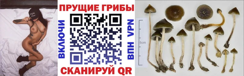 Псилоцибиновые грибы прущие грибы  Купить где  Демидов 